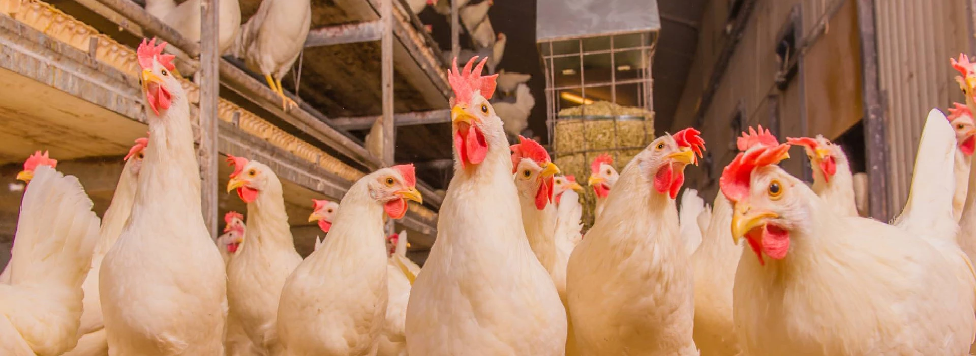 Witte scharrelhennen