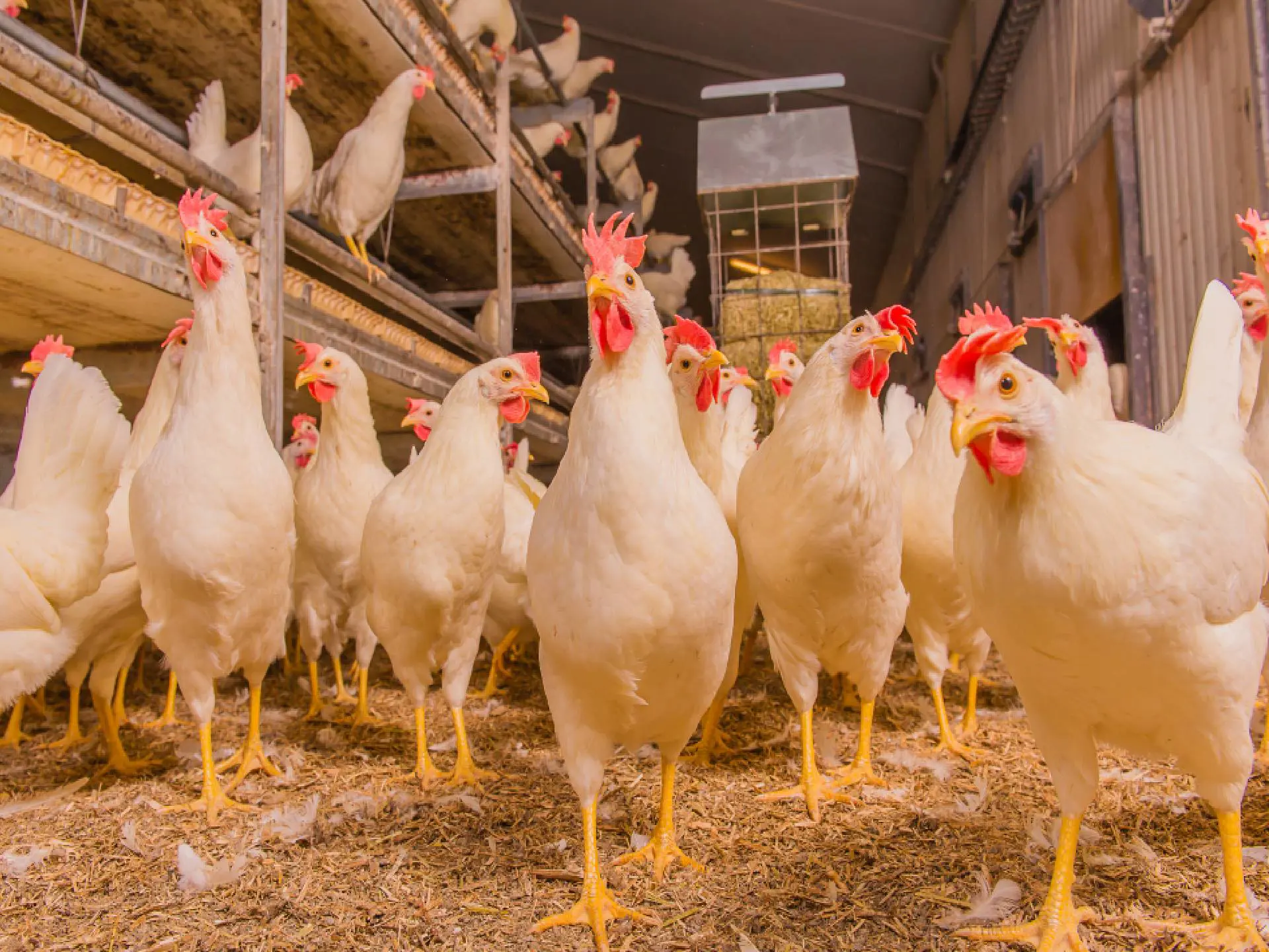 Witte scharrelhennen