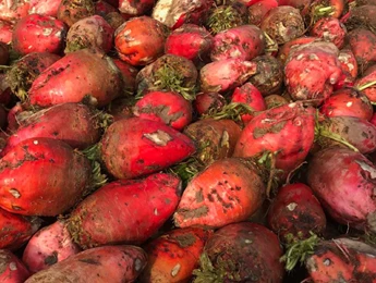 Waarom voederbieten