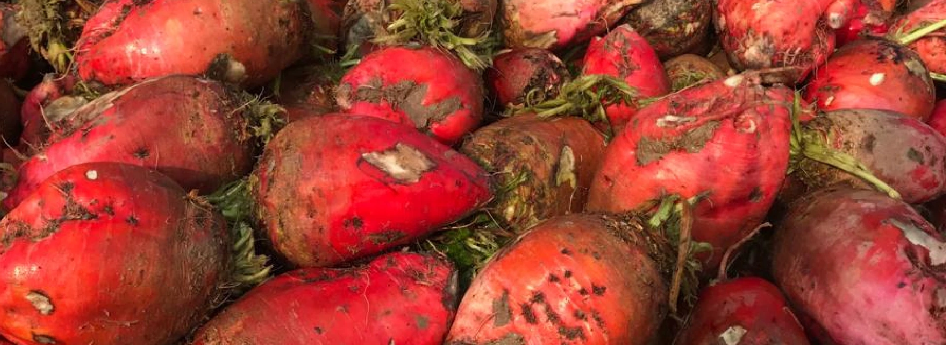Voederbieten