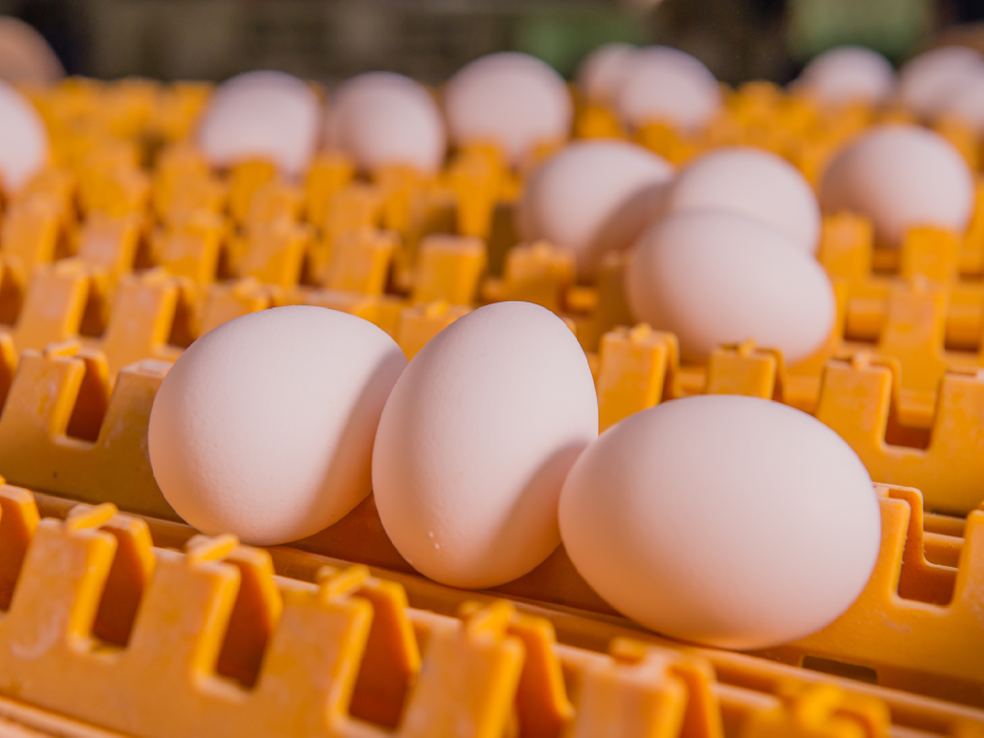 Witte eieren