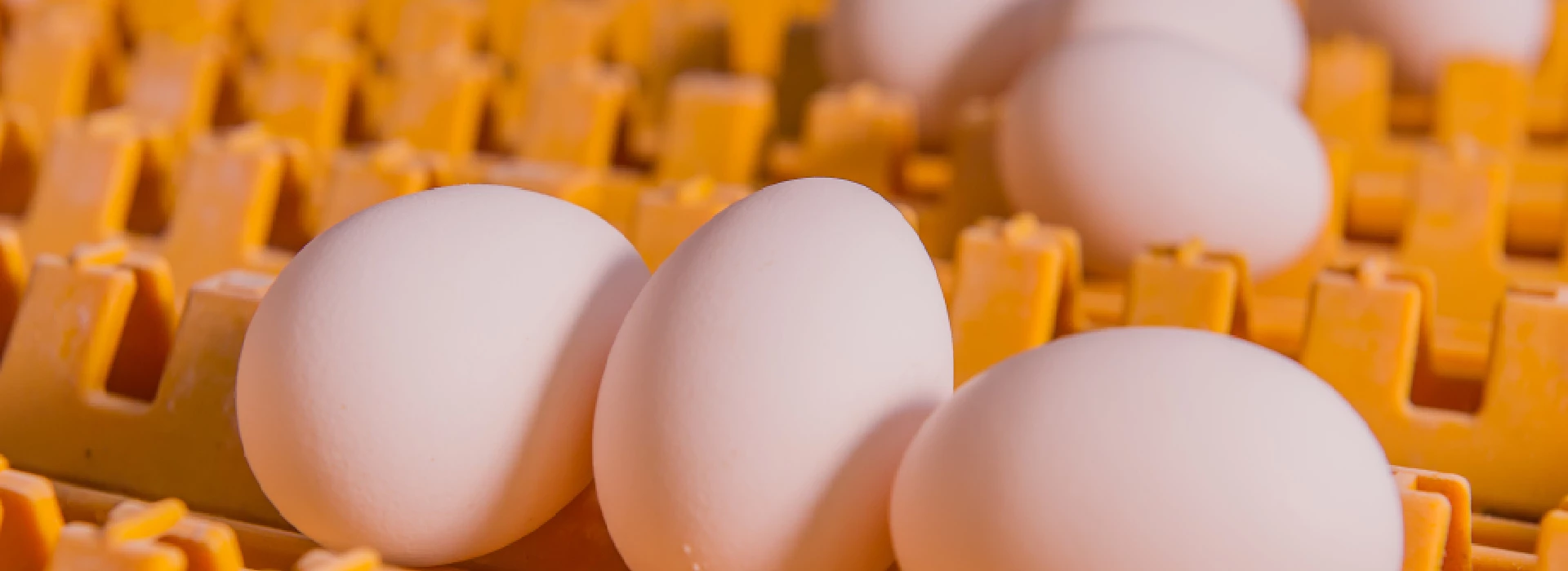 Witte eieren