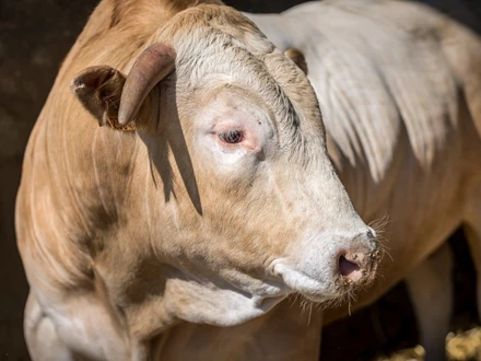 Vleesveevoeders Henk Kerstens