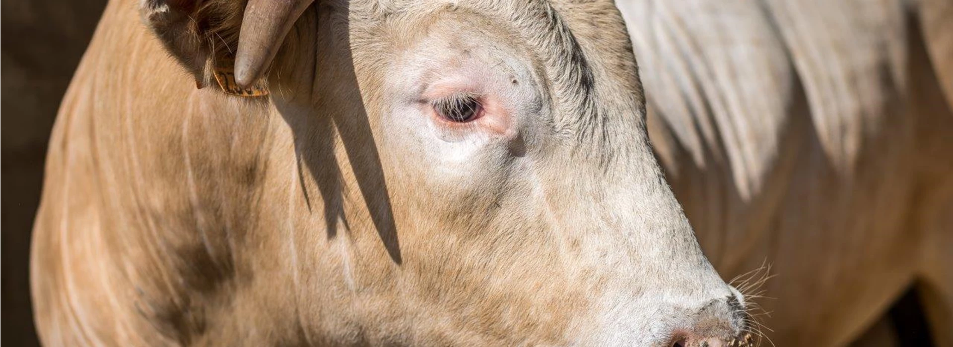 Vleesveevoeders Henk Kerstens