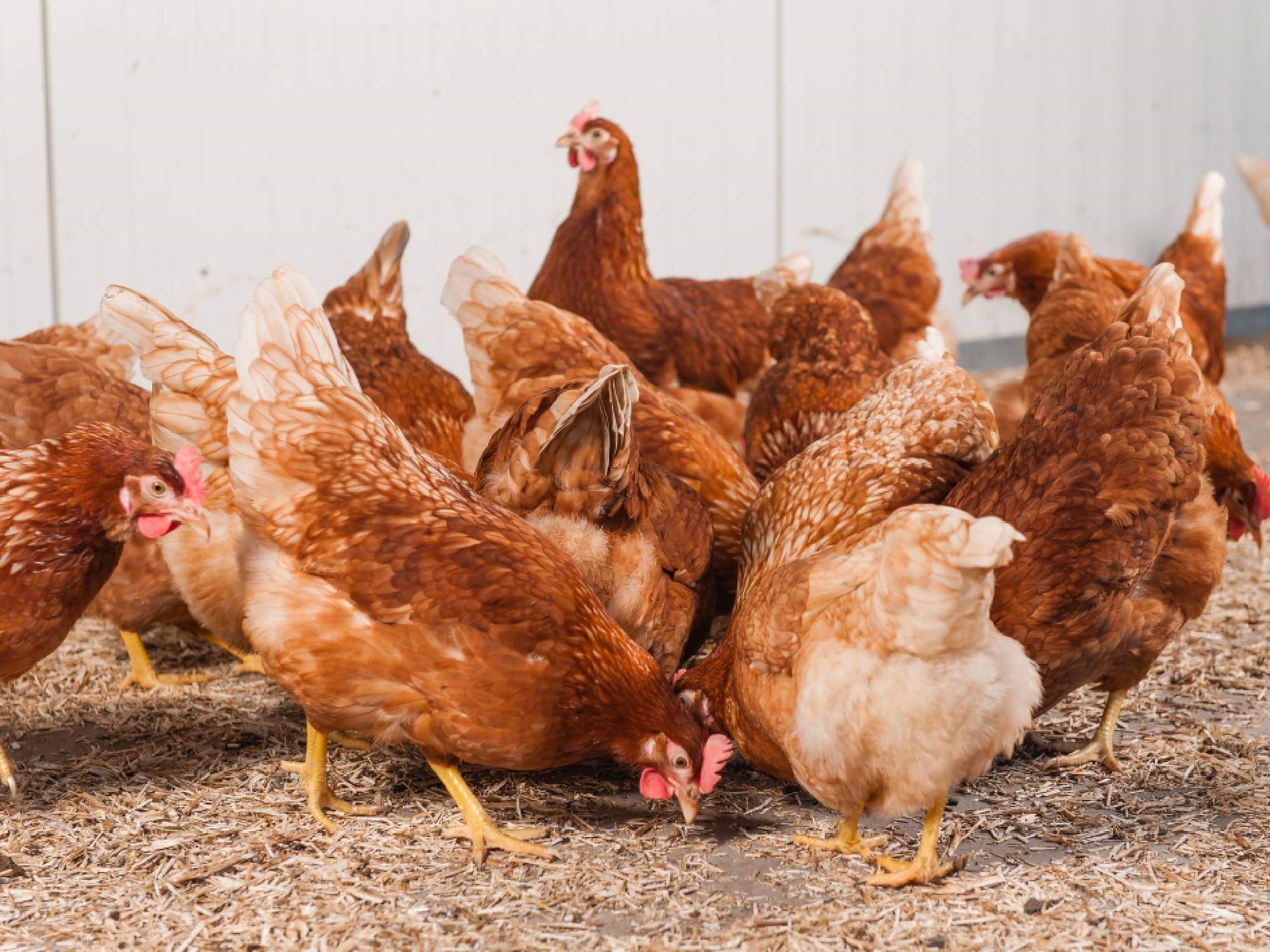 Bruine scharrelhennen in stal