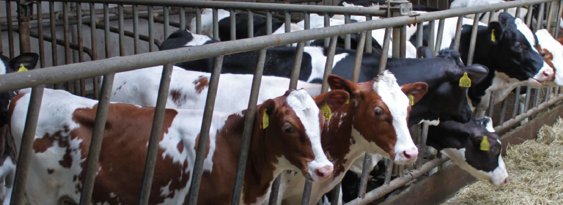 Kalveren melkveebedrijf Klein Haneveld Meulenbeek