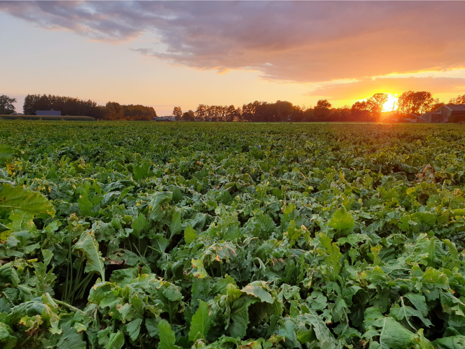Informatieavond voedergewassen