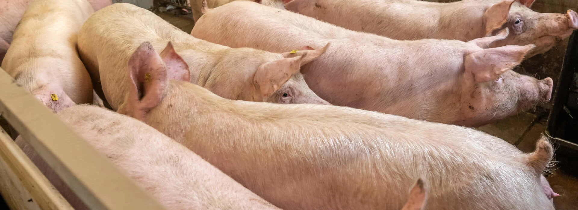 vleesvarkens in hok