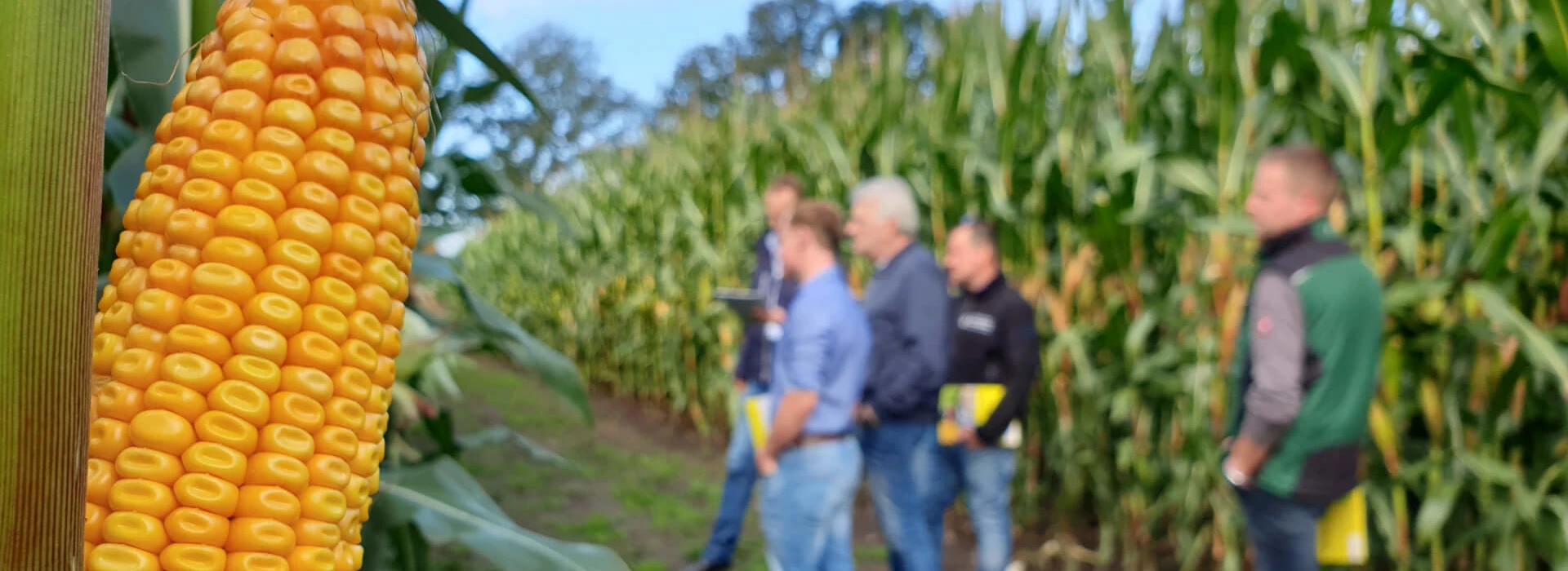 Maisdemo Agruniekrijnvallei