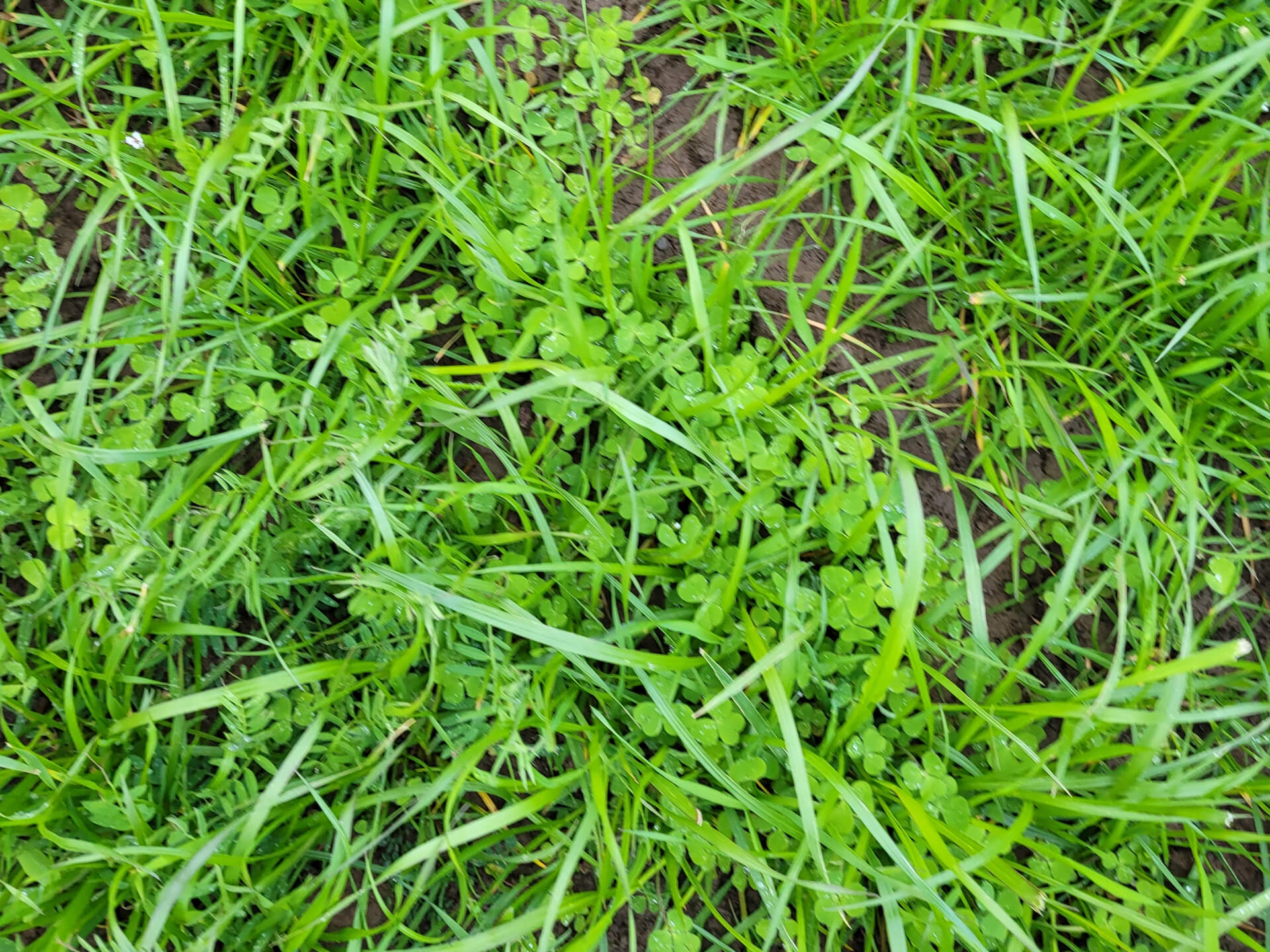 Italiaans raaigras met klaver