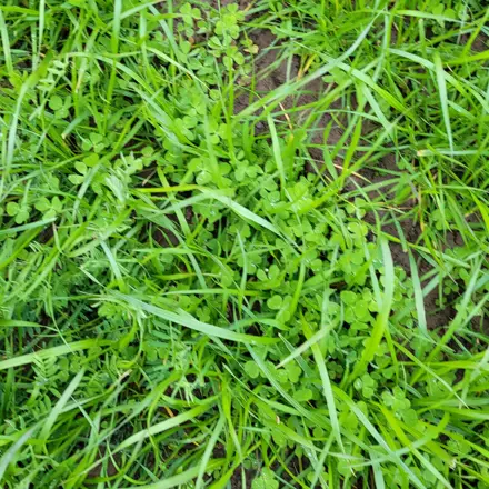 Italiaans raaigras met klaver