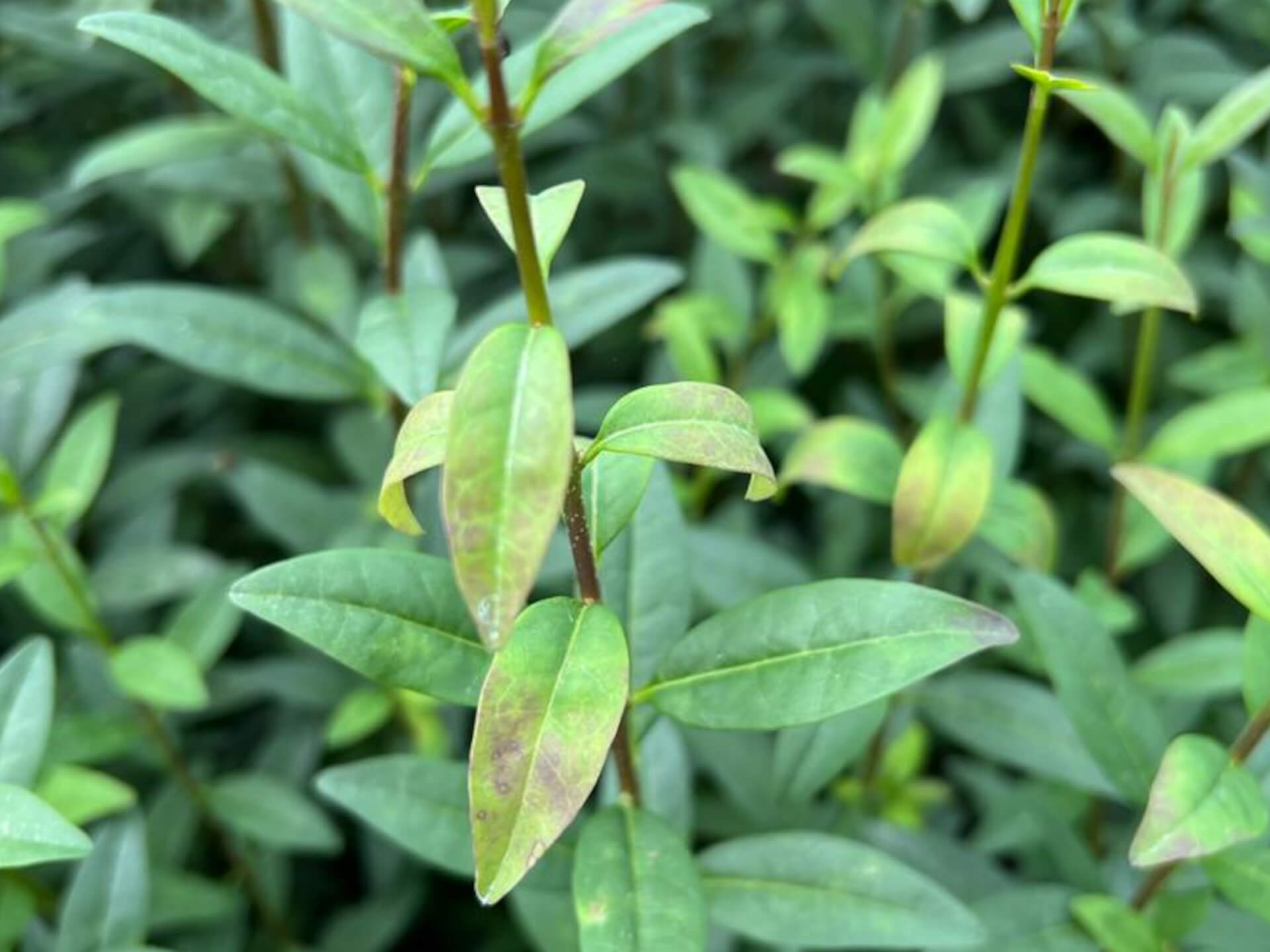 Alternaria Ligustrum