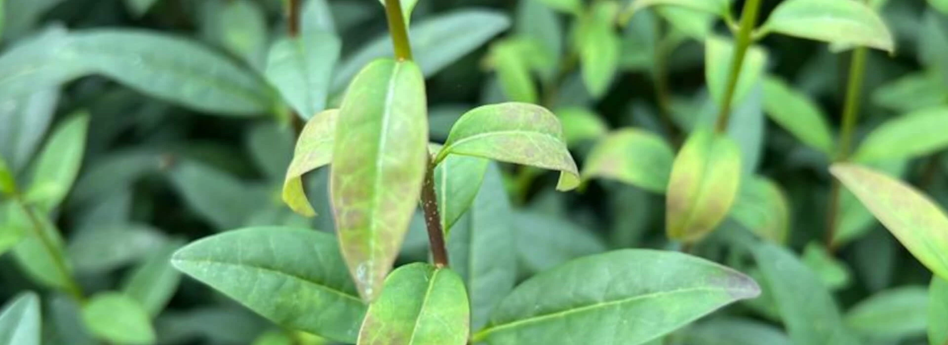 Alternaria Ligustrum