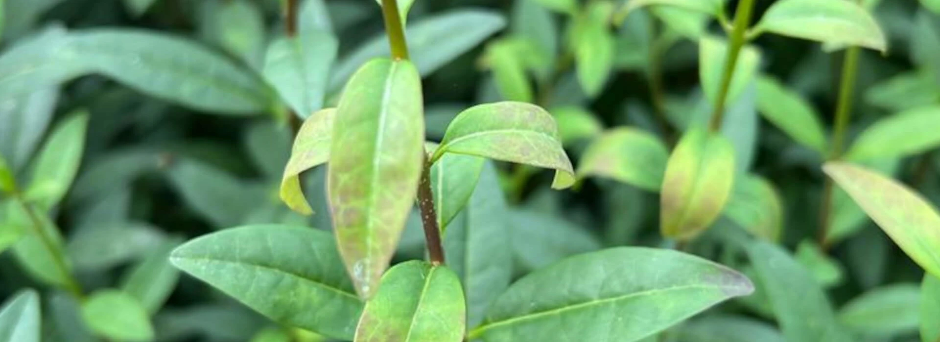 Alternaria Ligustrum