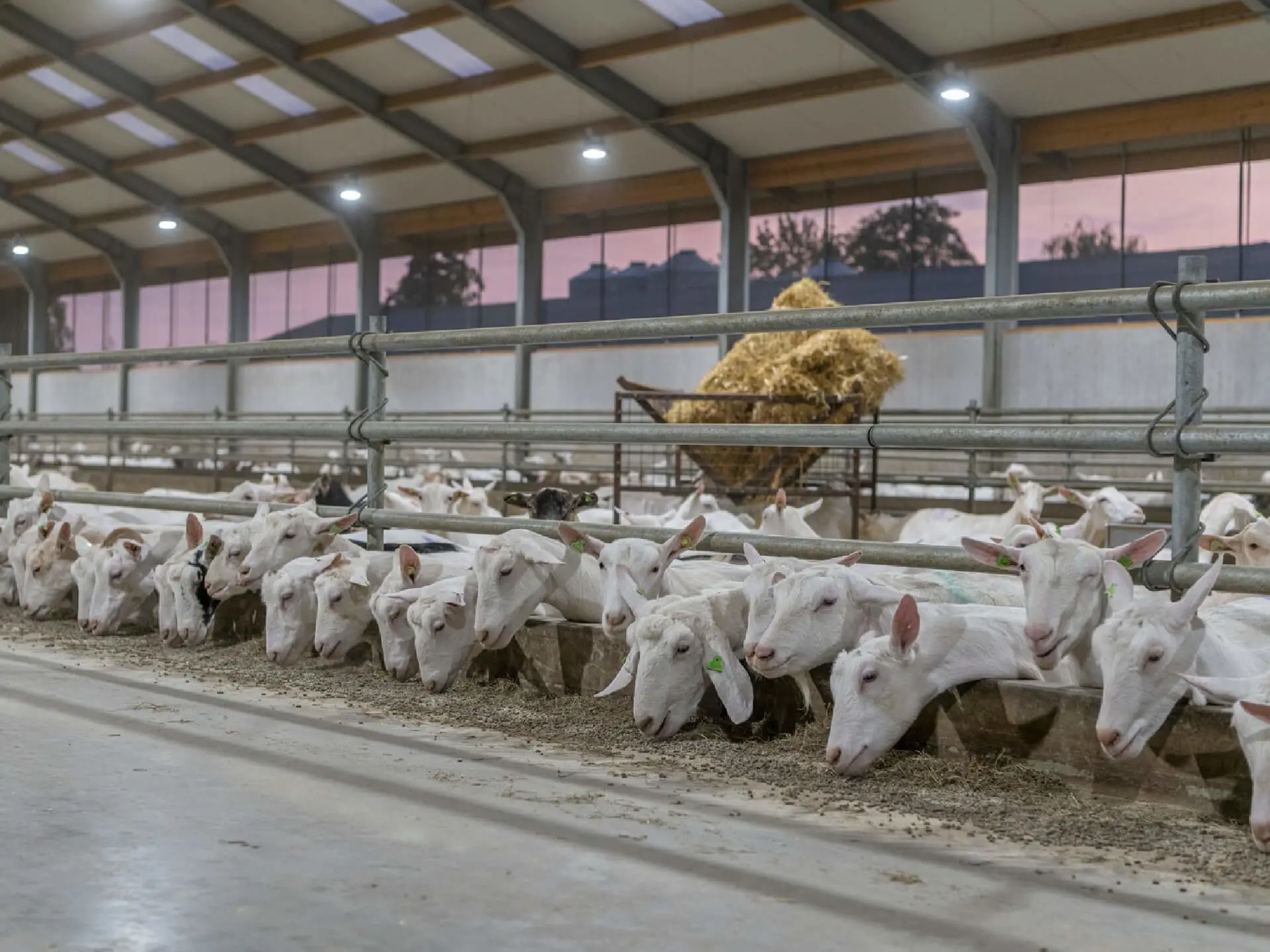 Voergang geiten Spruijt