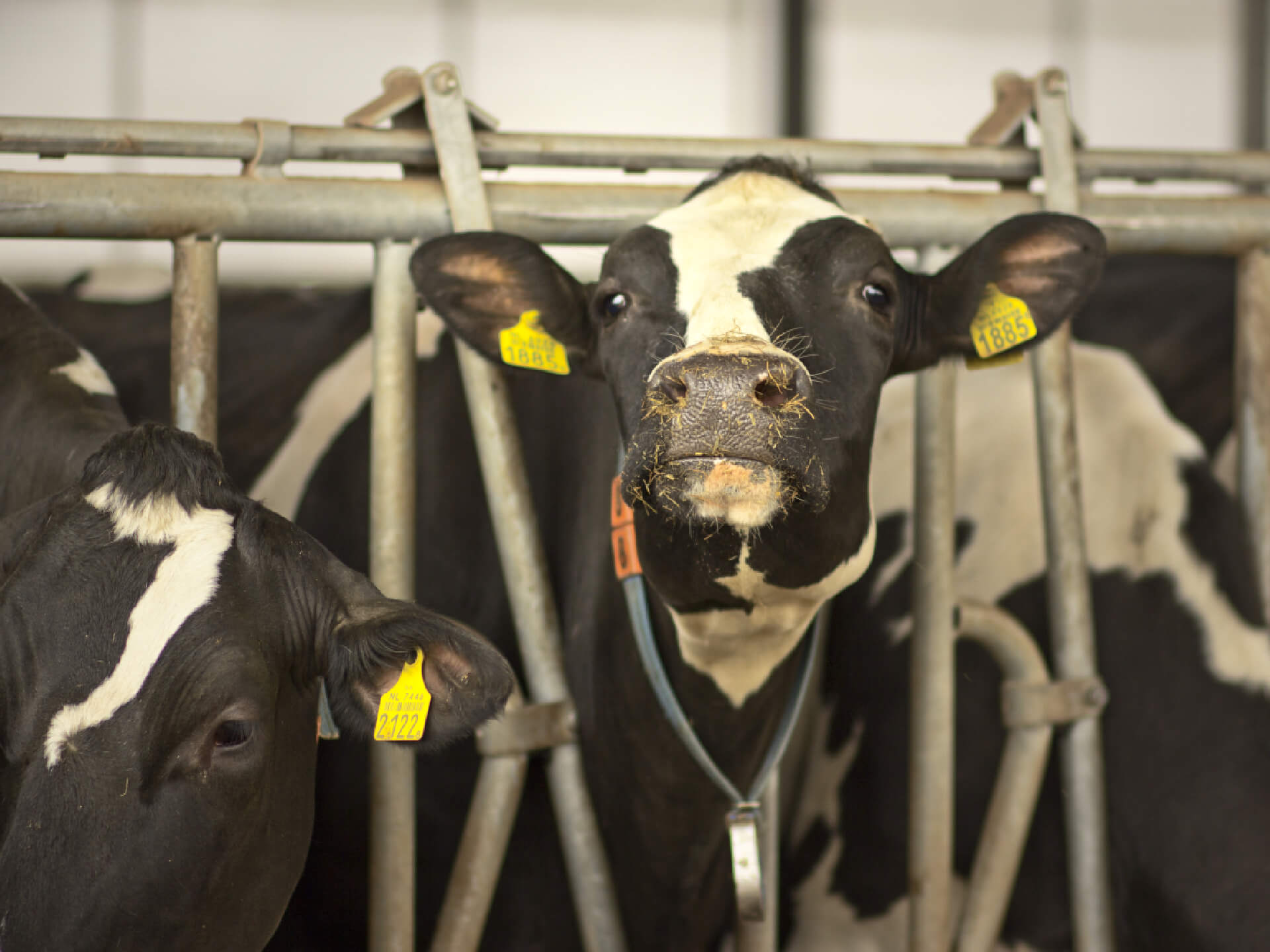 Koeien aan het voerhek 