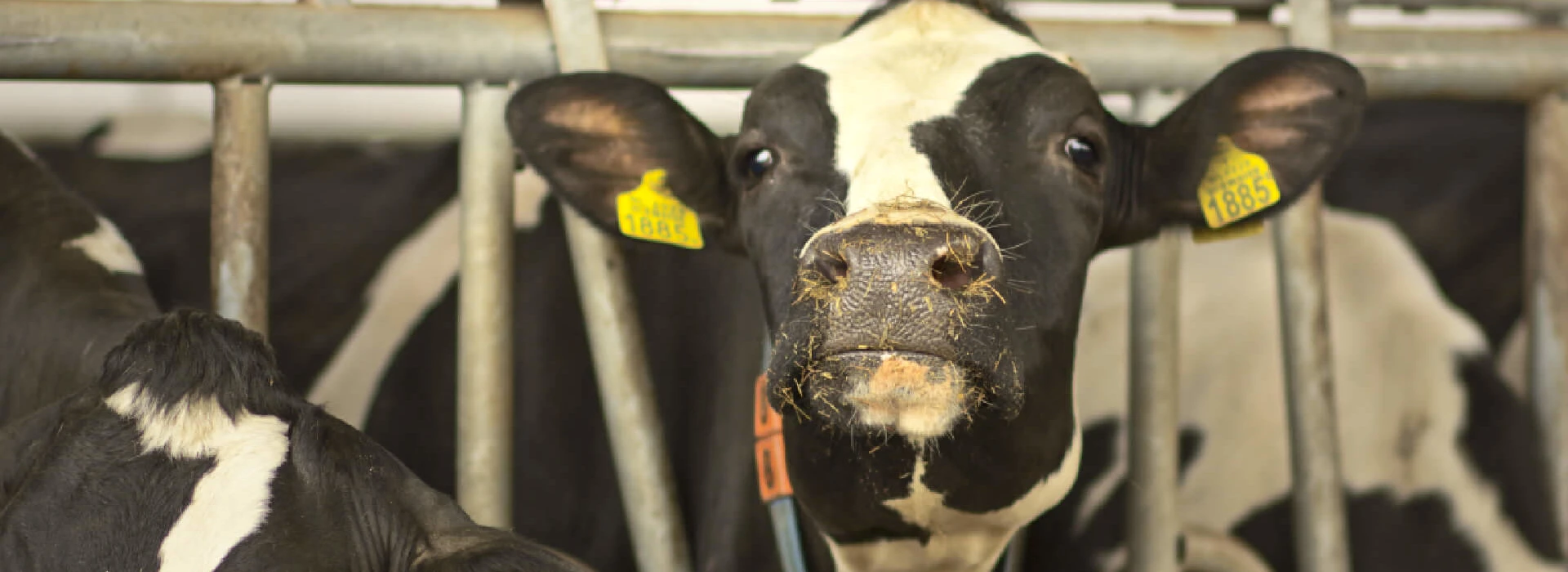 Koeien aan het voerhek