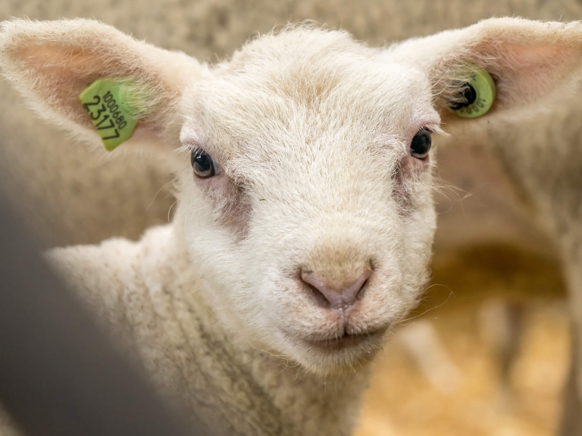 Lammetje close up