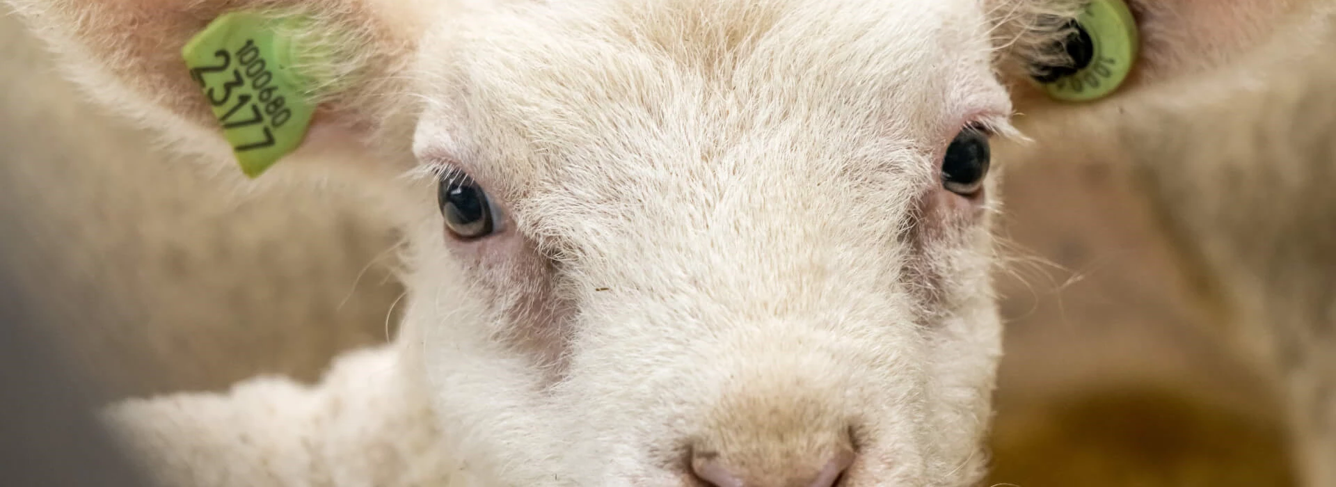 Lammetje close up