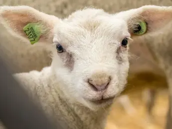 Schapen en lammeren