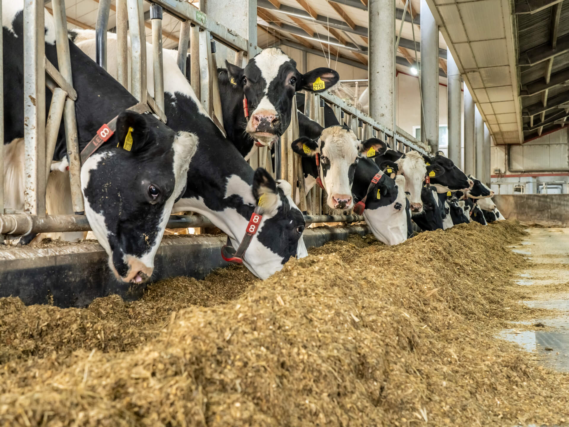 Sodagrain Power Melkvee VOF Jochemsen