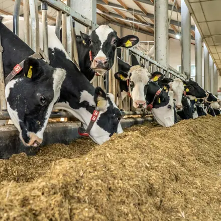 Sodagrain Power Melkvee VOF Jochemsen