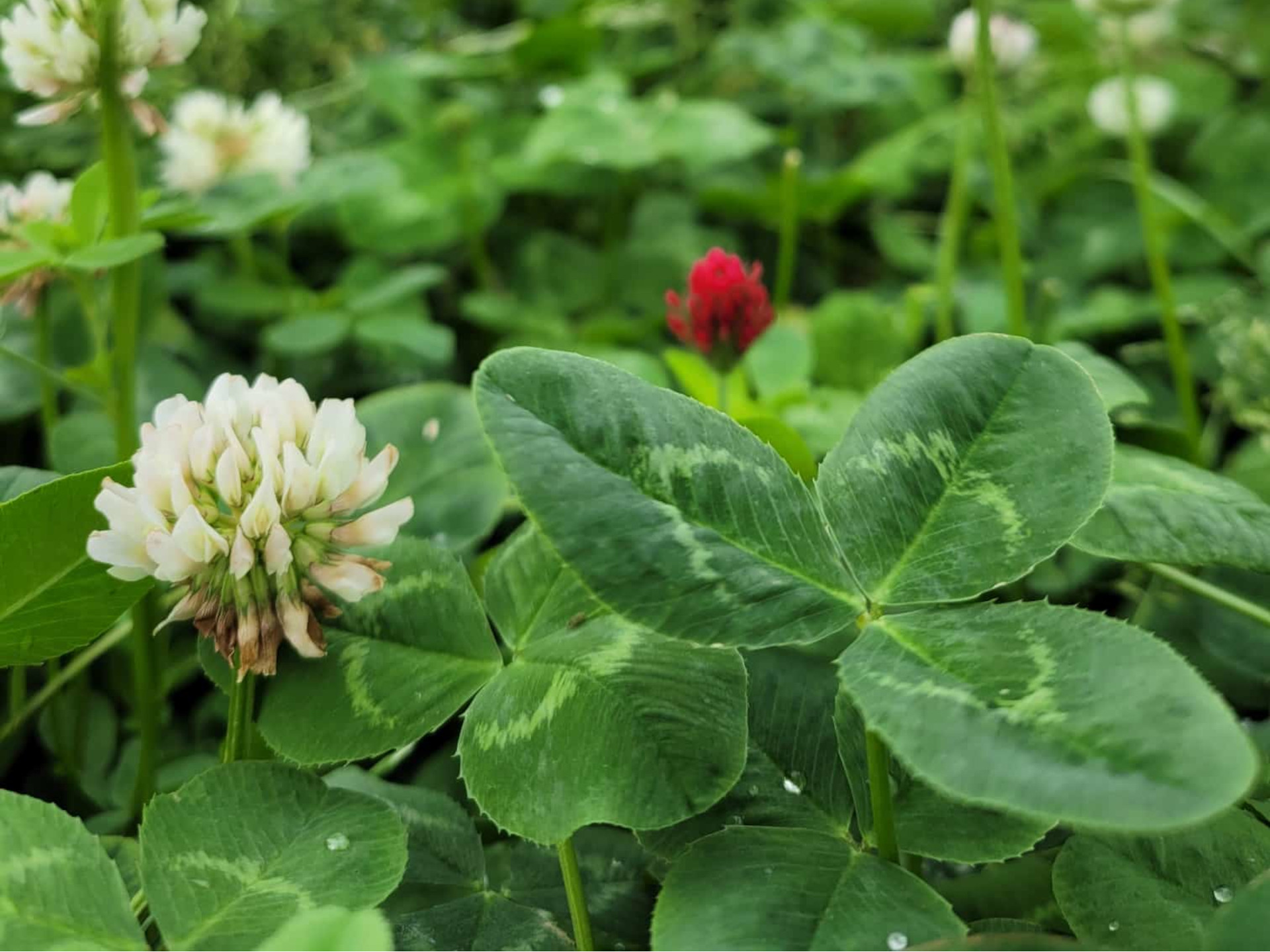 Kruidenrijk grasland met klaver