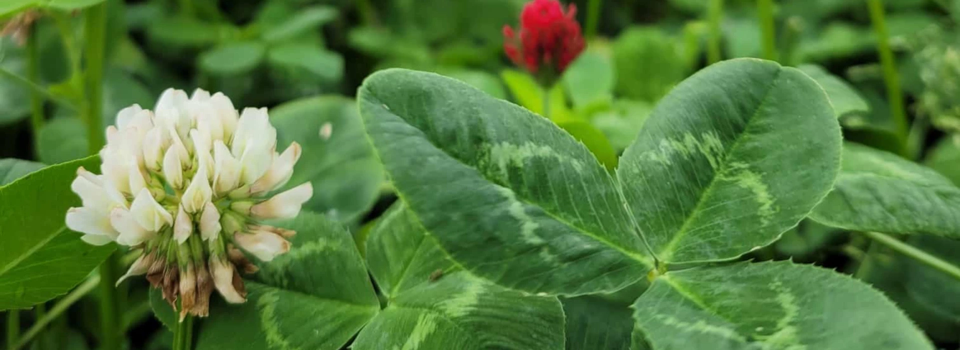 Kruidenrijk grasland met klaver