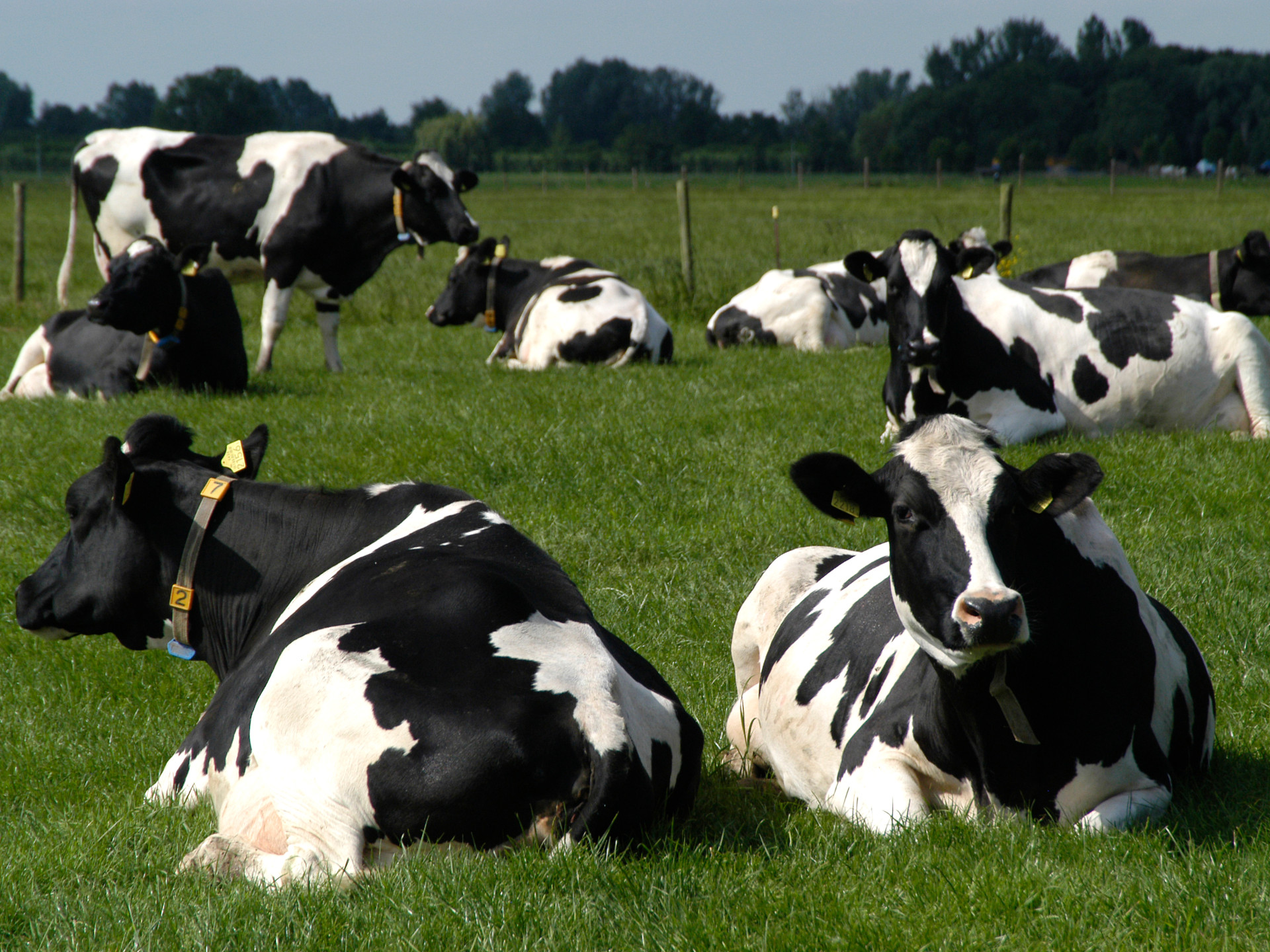 Koeien liggend in de wei