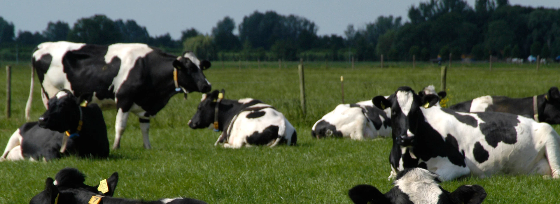 Koeien liggend in de wei