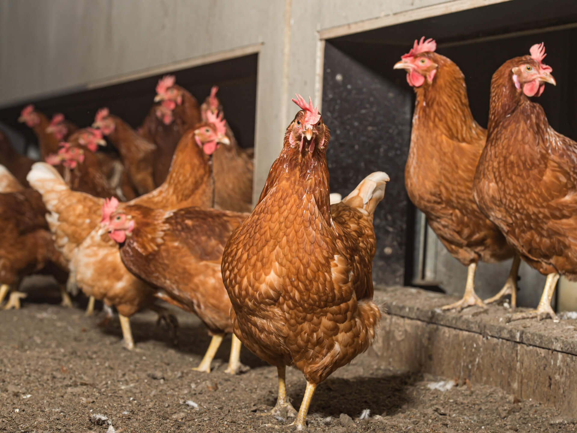 Bruine scharrelhennen in stal