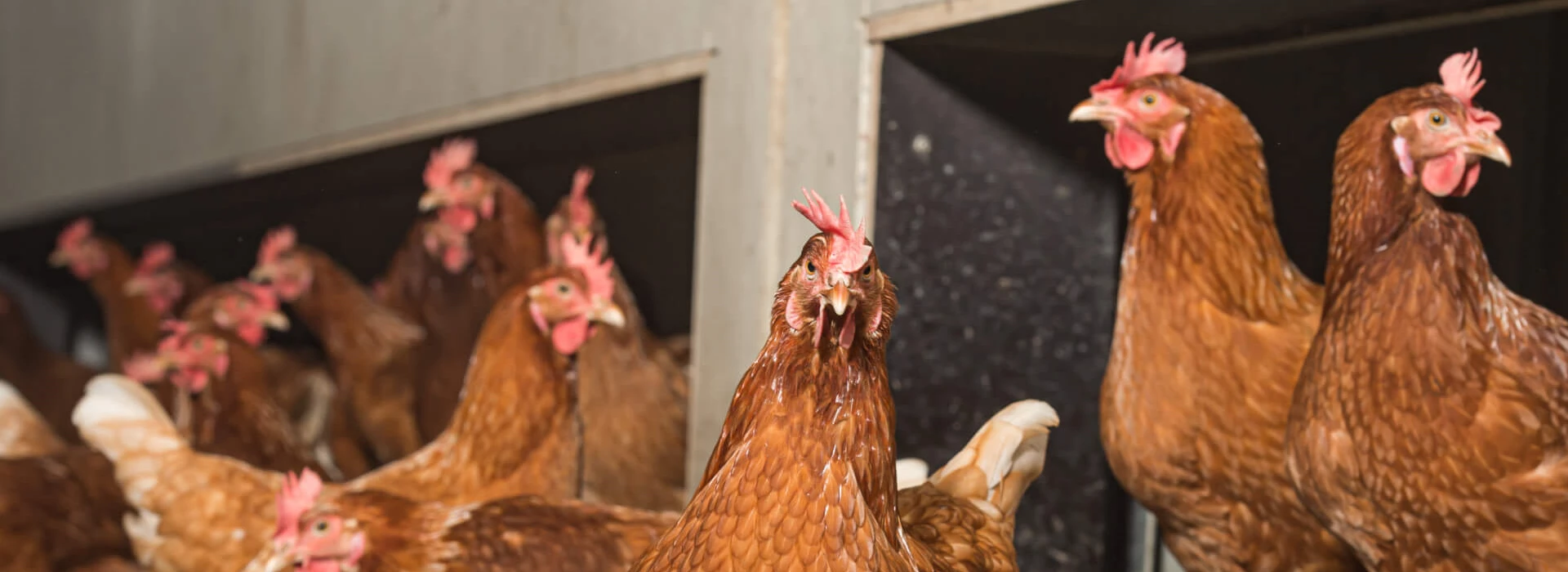 Bruine scharrelhennen in stal