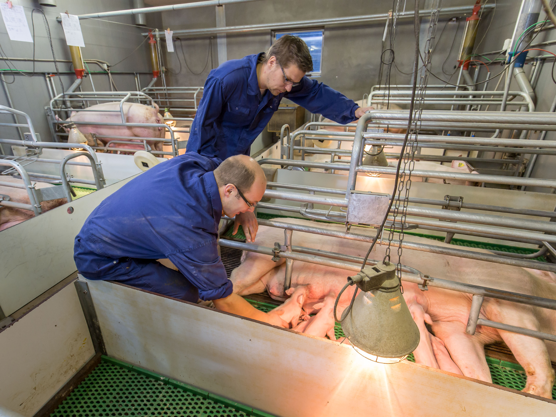 Specialisten varkens bij zeugen met biggen
