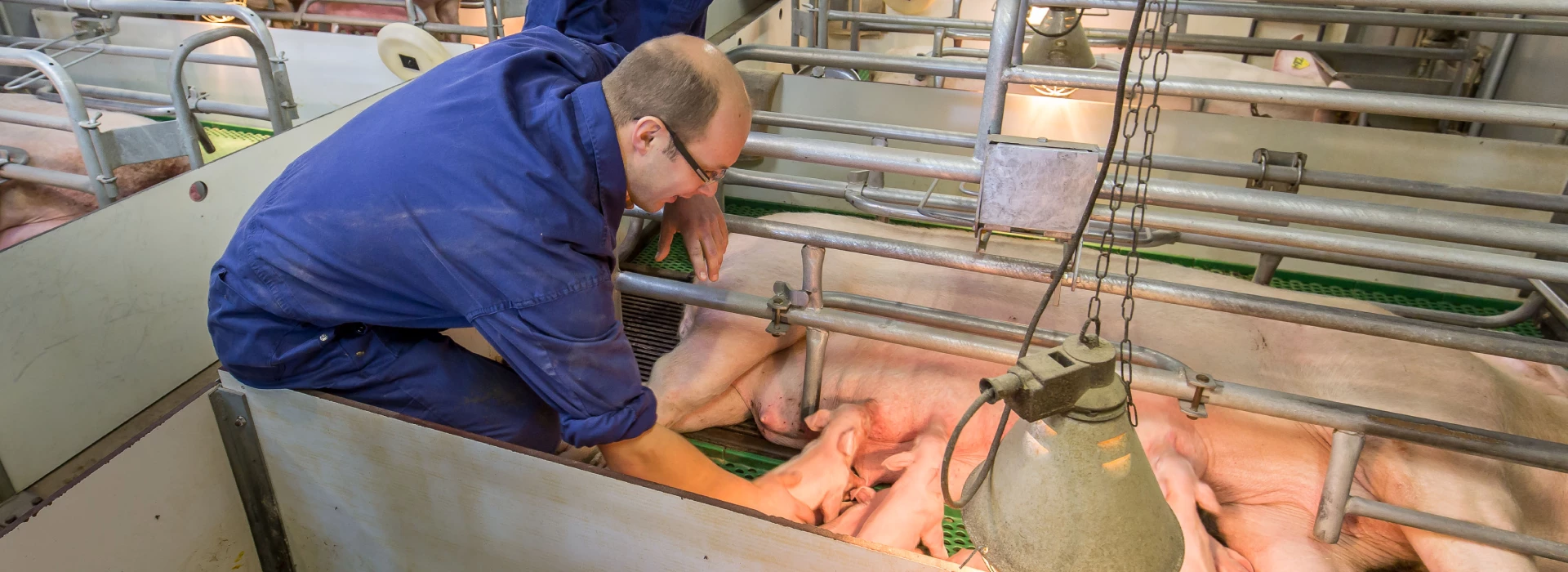 Specialisten varkens bij zeugen met biggen