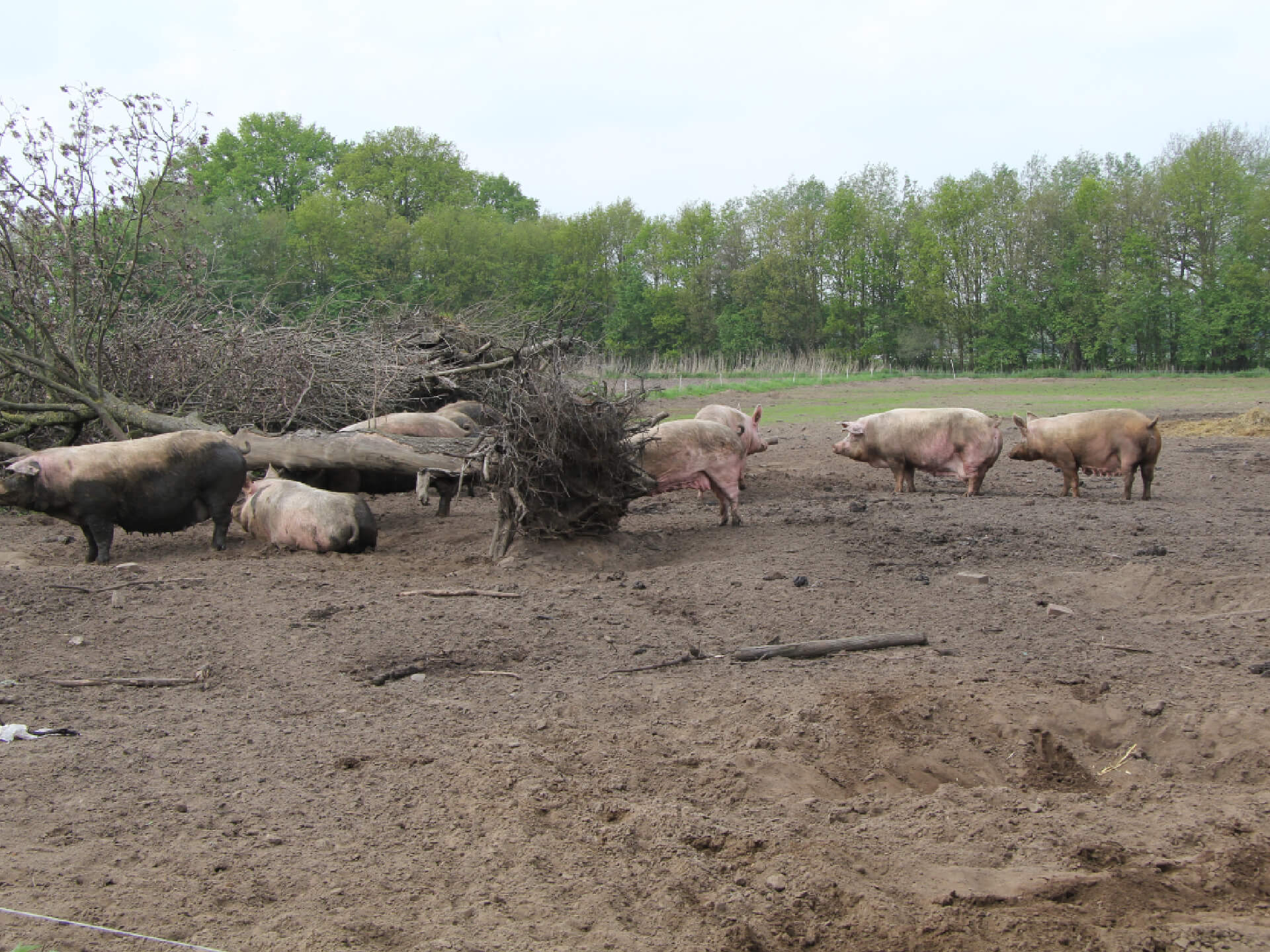 Groep biologische zeugen