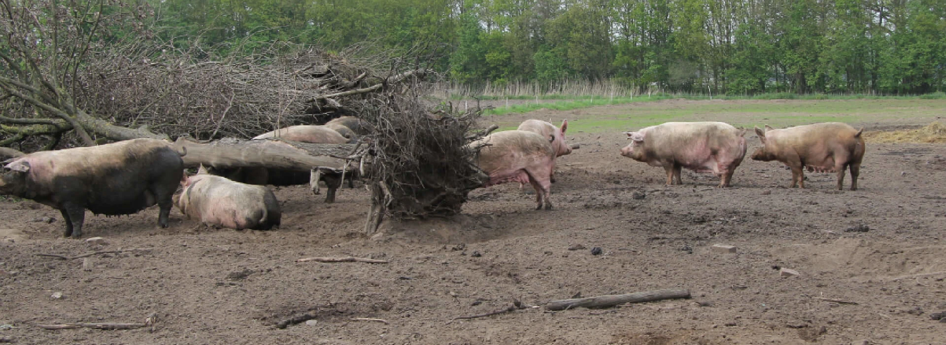 Groep biologische zeugen