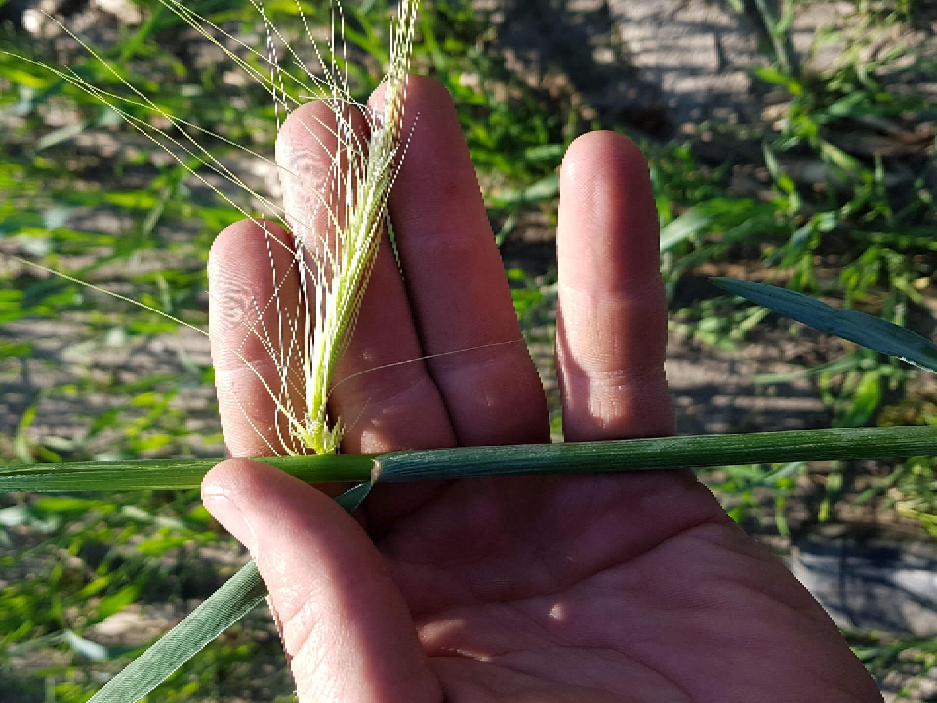 Snelle lente rogge maaimoment