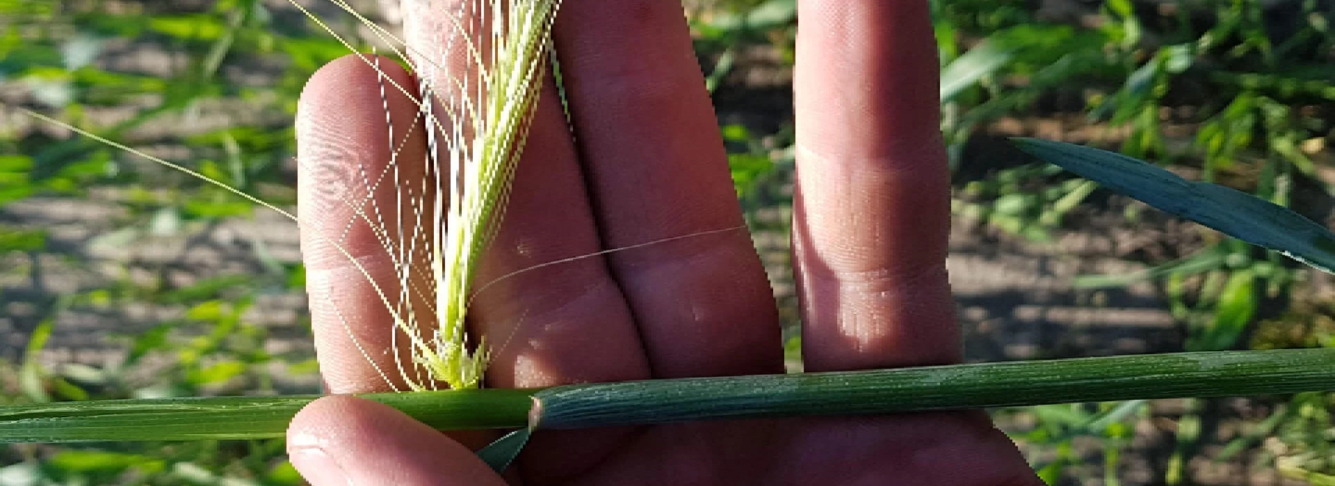 Snelle lente rogge maaimoment