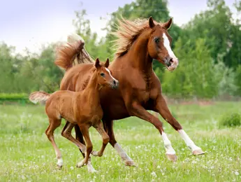 AR Paard B.V.