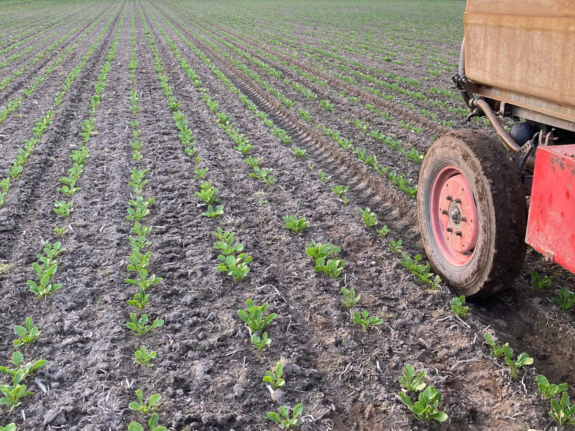 Onkruidbestrijding bieten
