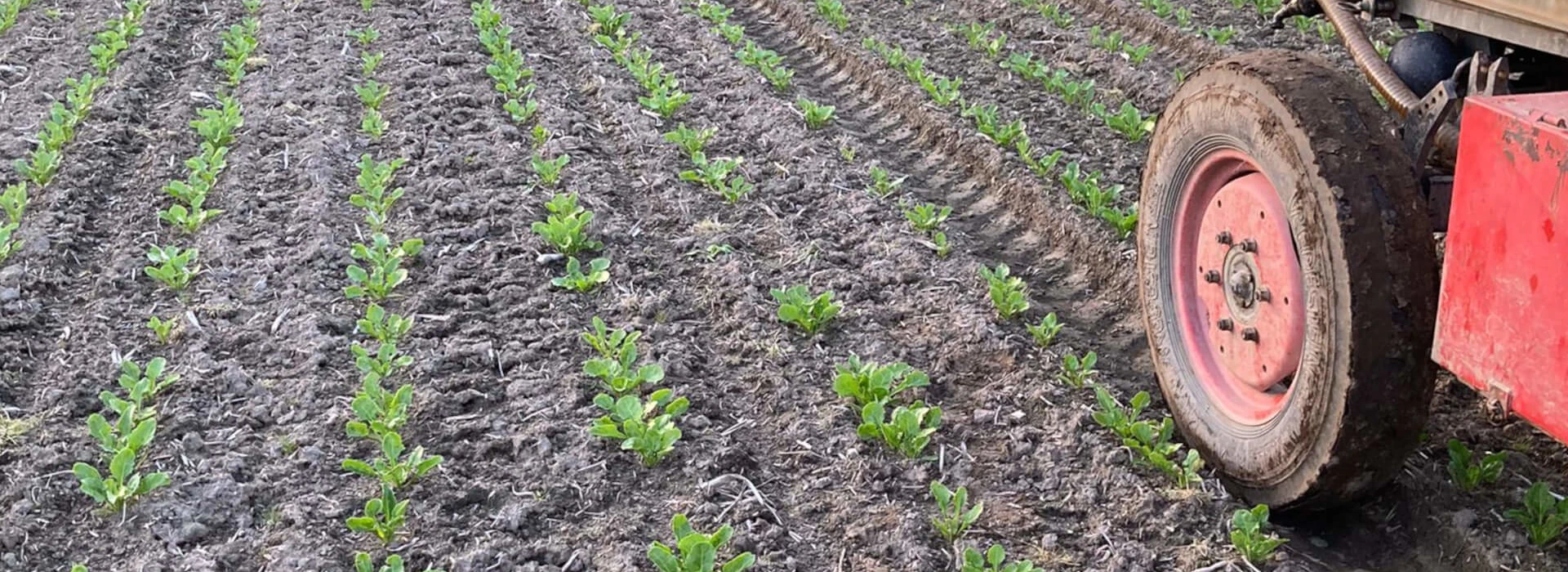 Onkruidbestrijding bieten