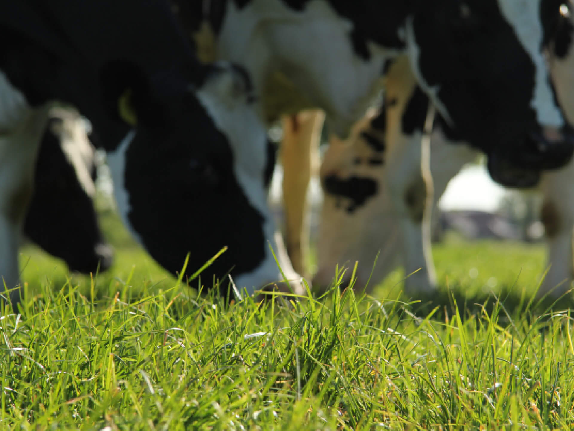 Biologische koeien in de wei, focus gras