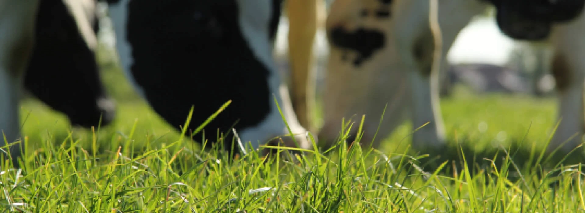 Biologische koeien in de wei, focus gras