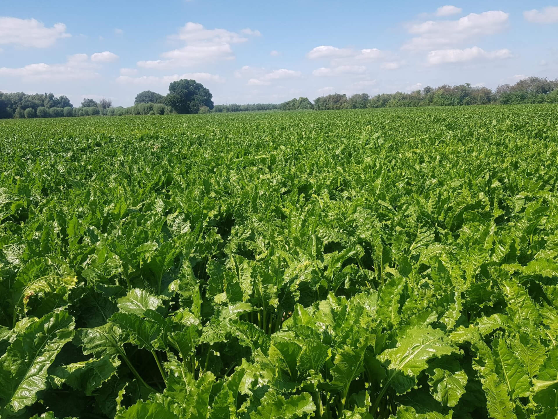 Perceel suikerbieten