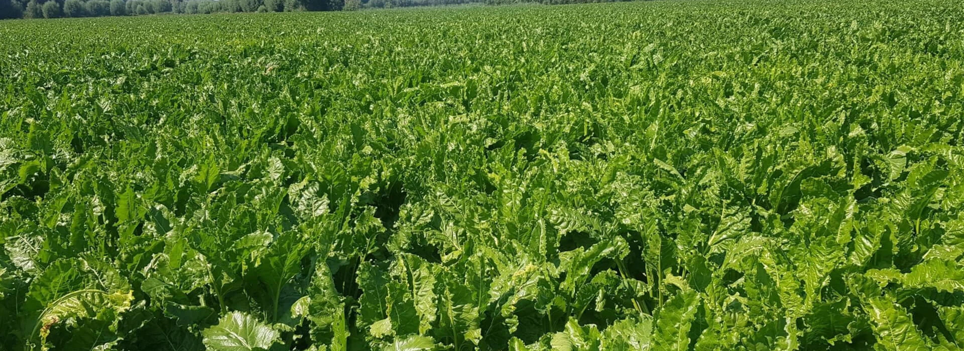 Perceel suikerbieten