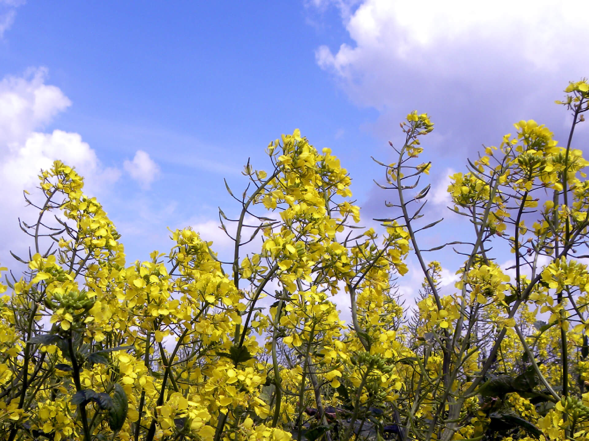 Groenbemester gele mosterd