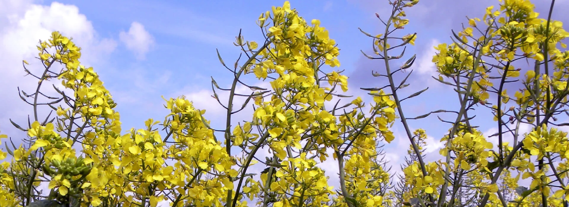 Groenbemester gele mosterd