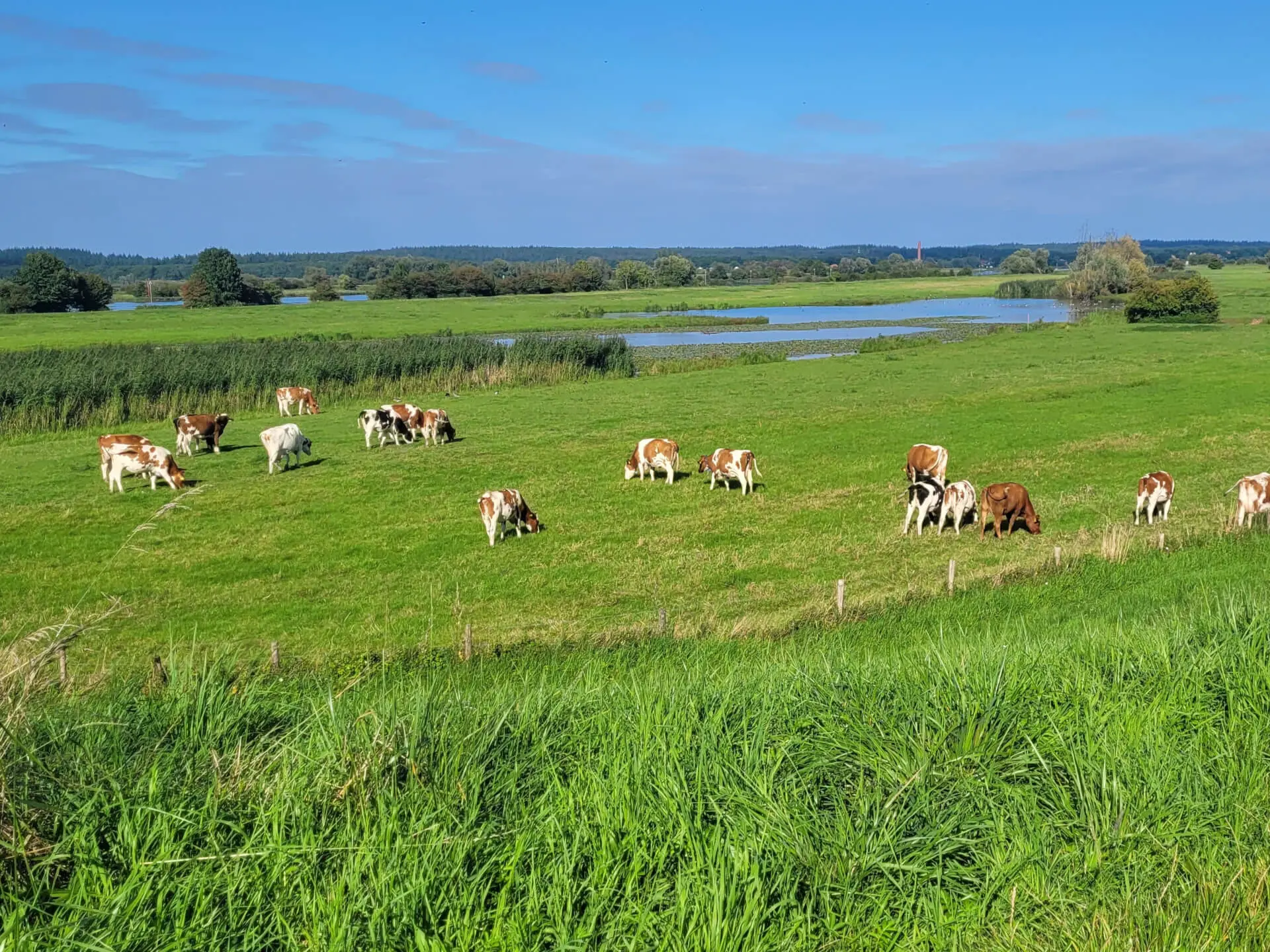 Koeien in de uiterwaarden