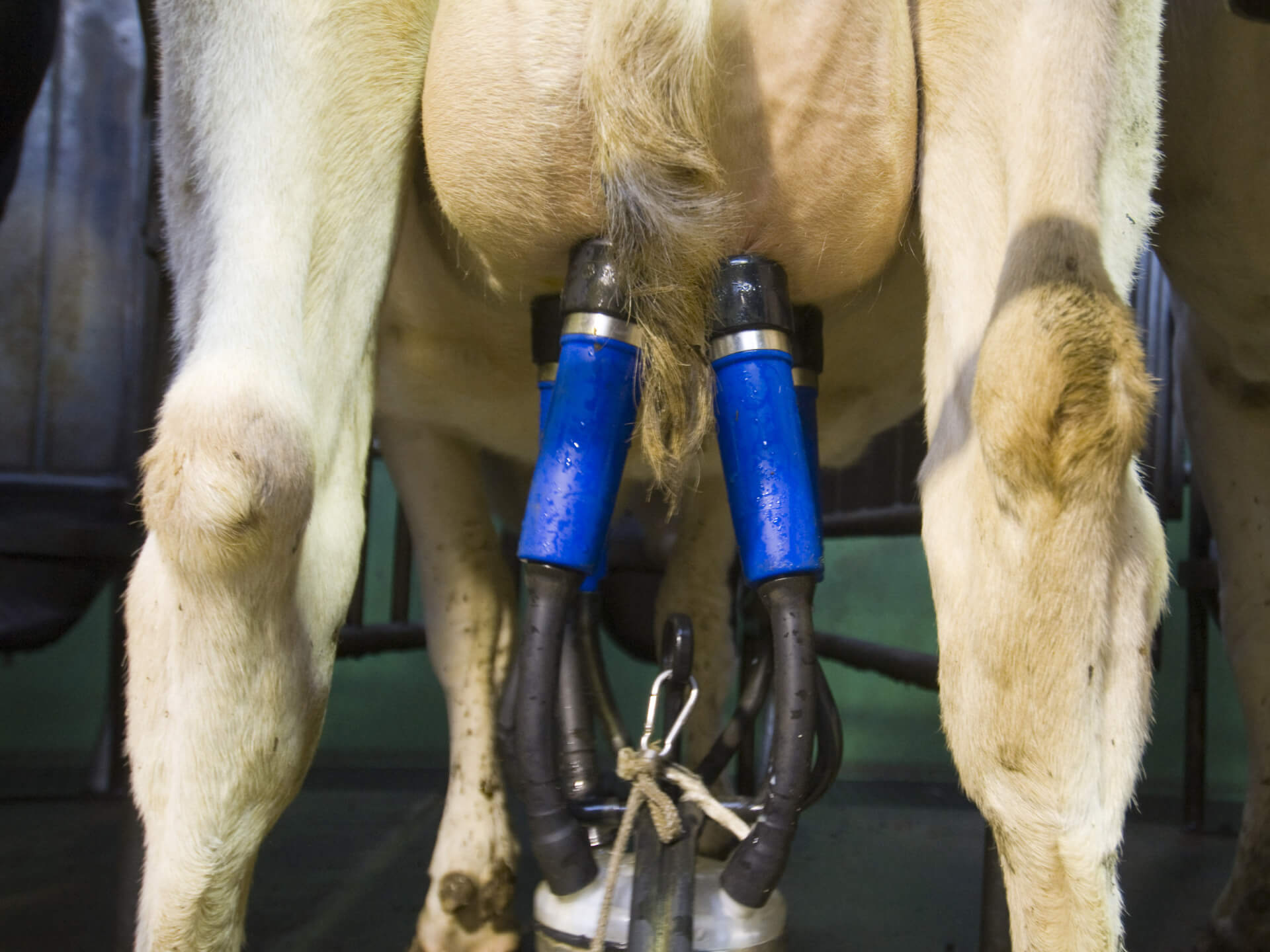 Melkvee uier melkstal