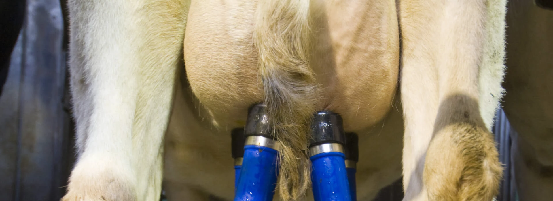 Melkvee uier melkstal